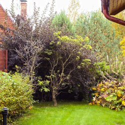 Живая изгородь на даче фото